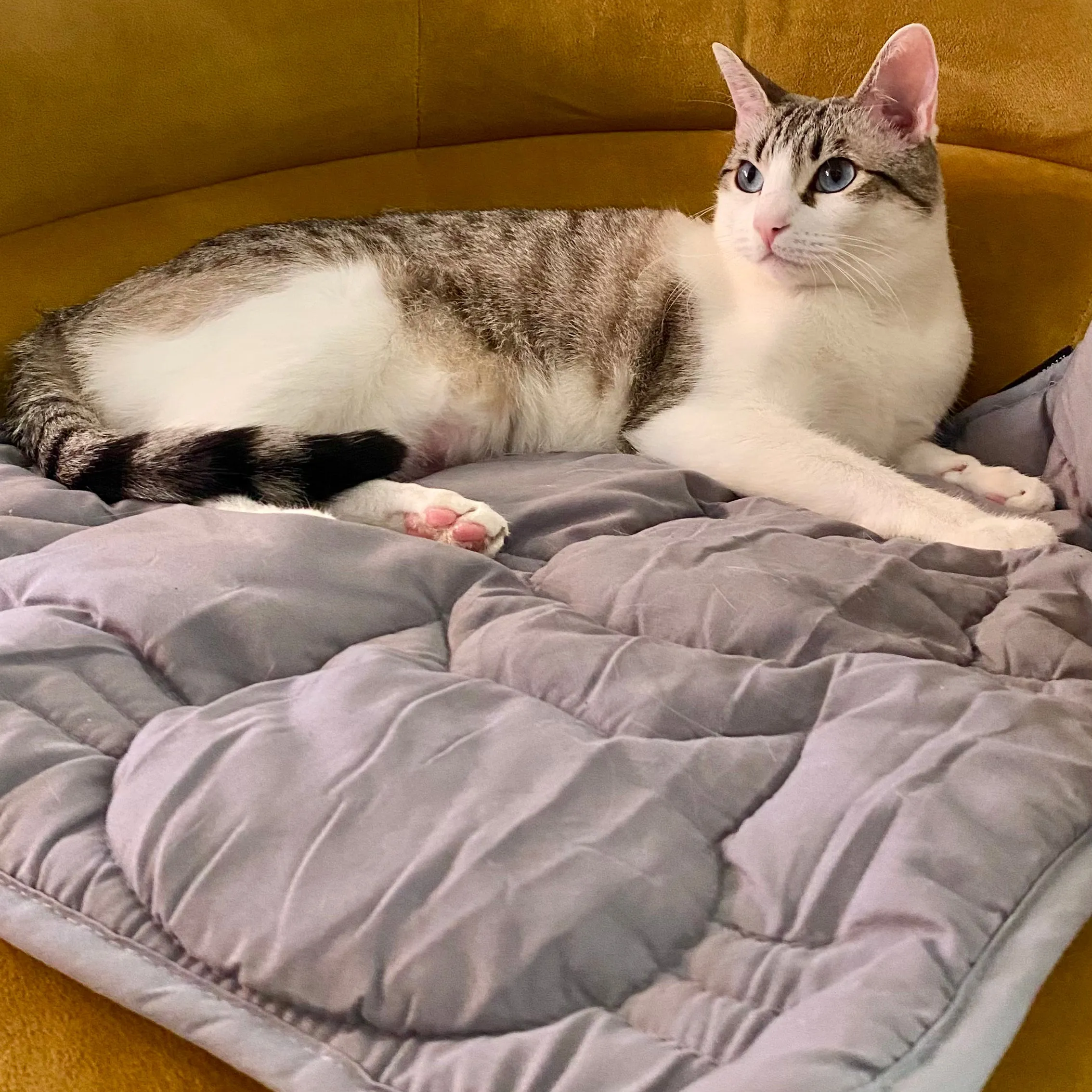 kittie down™ waterproof cat pad