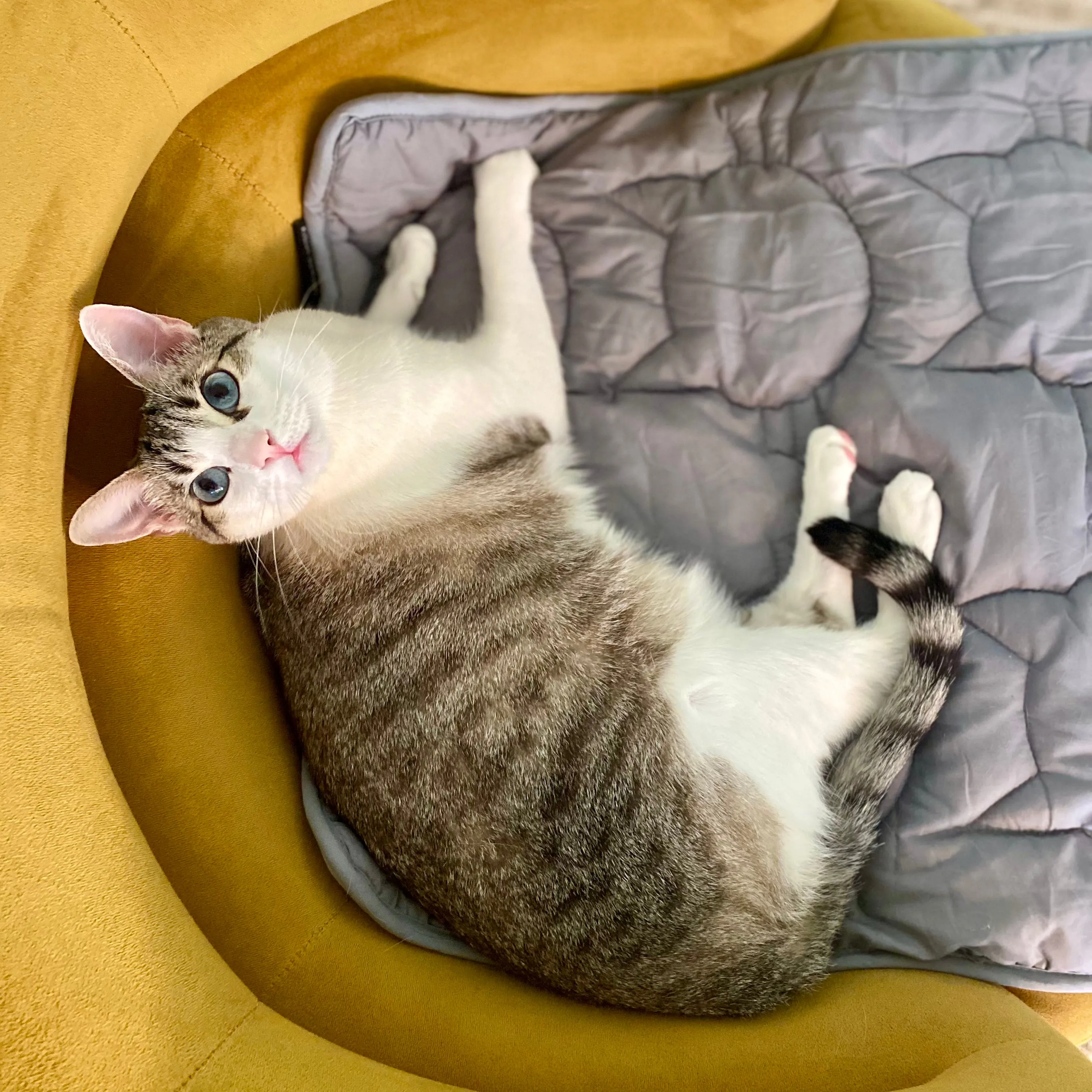 kittie down™ waterproof cat pad